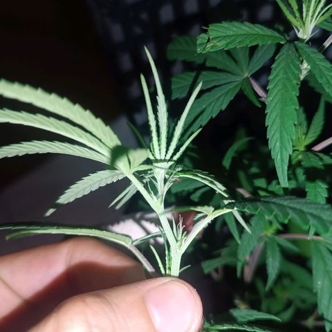 Prenseed 01 growlog timeline photo