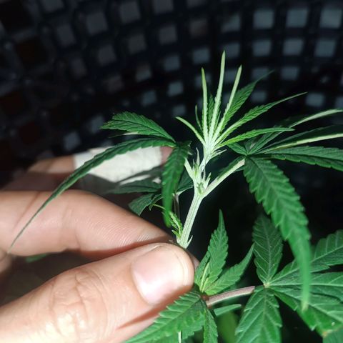 Prenseed 01 growlog timeline photo
