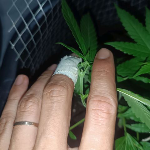 Afghan (regular) growlog timeline photo