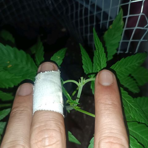Afghan (regular) growlog timeline photo