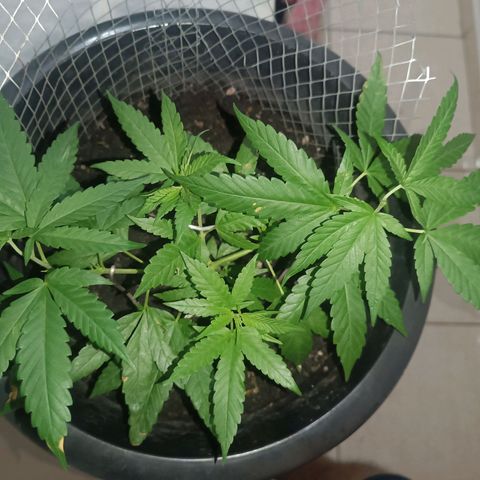 Afghan (regular) growlog timeline photo