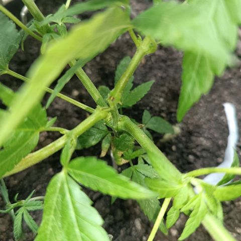 Afghan (regular) growlog timeline photo