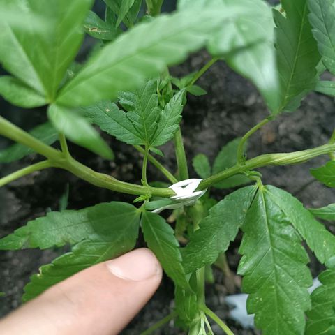Afghan (regular) growlog timeline photo