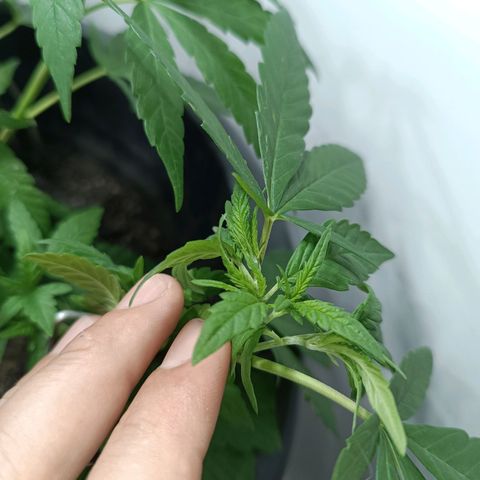 Afghan (regular) growlog timeline photo