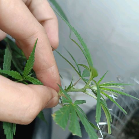 Prenseed 01 growlog timeline photo
