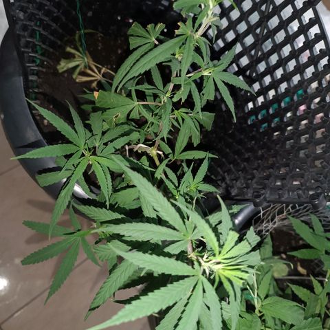 Prenseed 01 growlog timeline photo