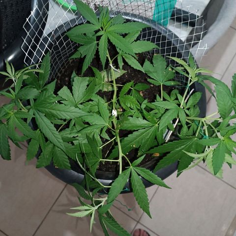 Afghan (regular) growlog timeline photo
