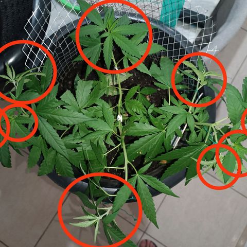 Afghan (regular) growlog photo: Top Buds