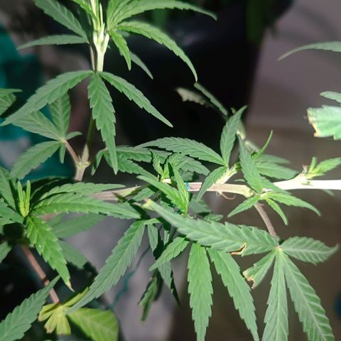 Prenseed 01 growlog timeline photo
