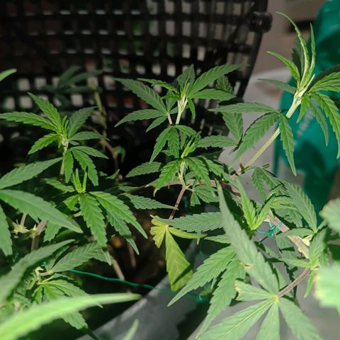 Prenseed 01 growlog timeline photo