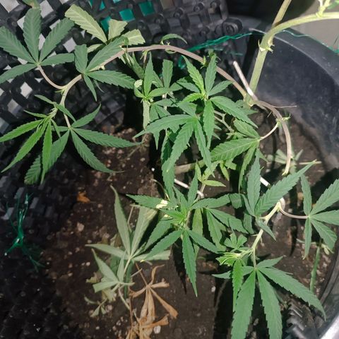Prenseed 01 growlog timeline photo