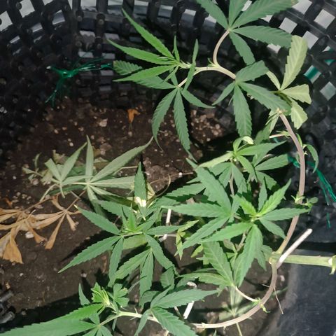 Prenseed 01 growlog timeline photo