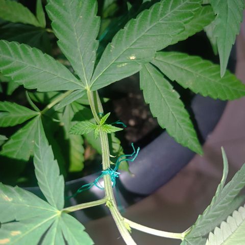 Afghan (regular) growlog timeline photo