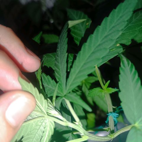 Afghan (regular) growlog timeline photo