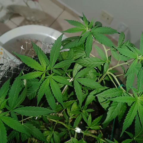 Afghan (regular) growlog timeline photo
