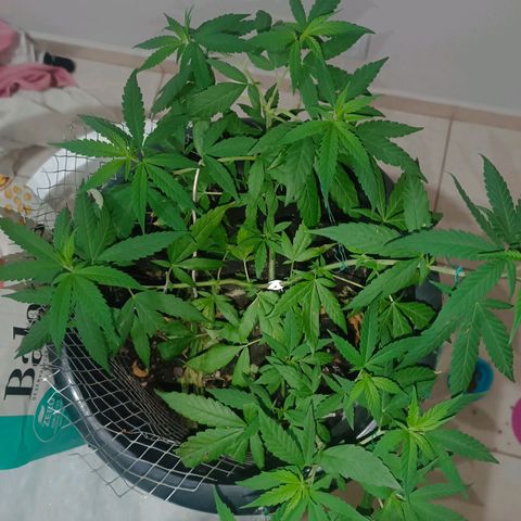 Afghan (regular) growlog timeline photo