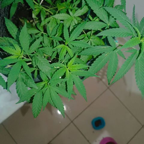 Afghan (regular) growlog timeline photo