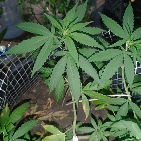 Afghan (regular) growlog timeline photo