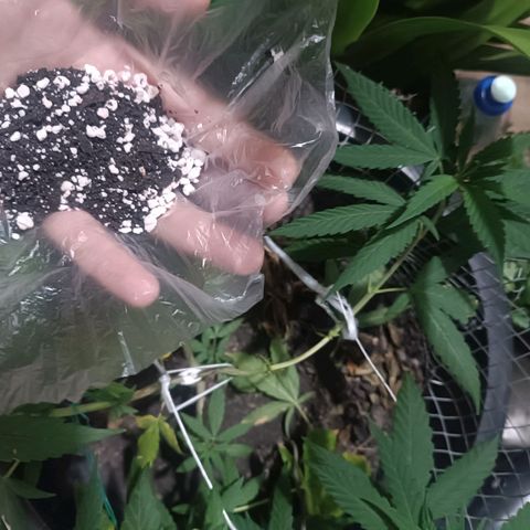 Afghan (regular) growlog timeline photo