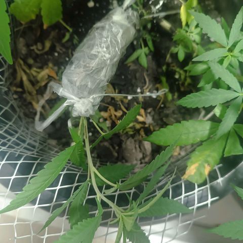 Afghan (regular) growlog timeline photo