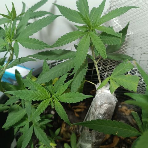 Afghan (regular) growlog timeline photo