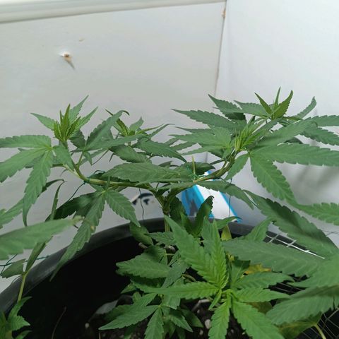 Afghan (regular) growlog timeline photo