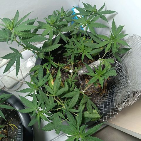 Afghan (regular) growlog timeline photo