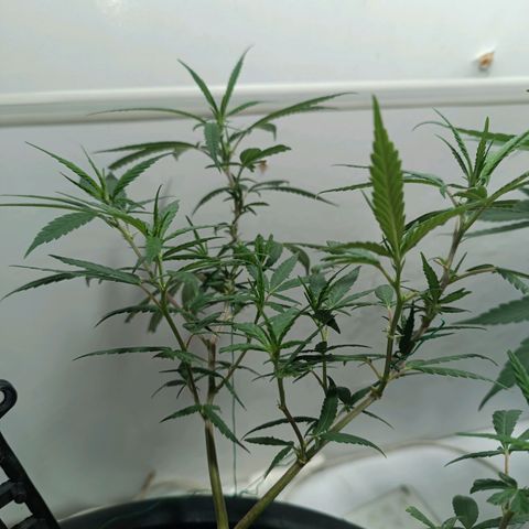 Prenseed 01 growlog timeline photo