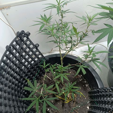 Prenseed 01 growlog timeline photo