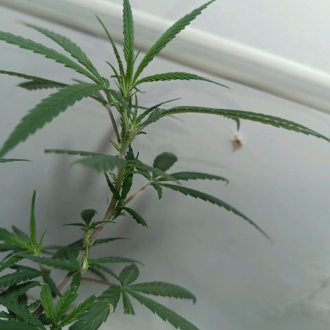 Prenseed 01 growlog timeline photo