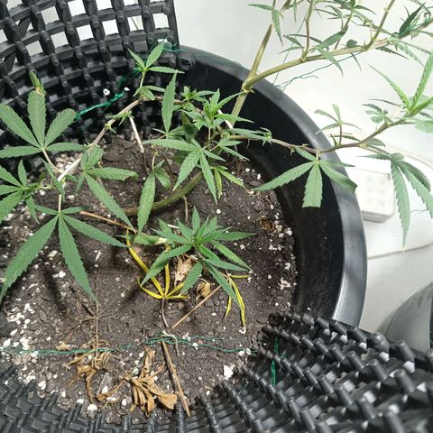 Prenseed 01 growlog timeline photo