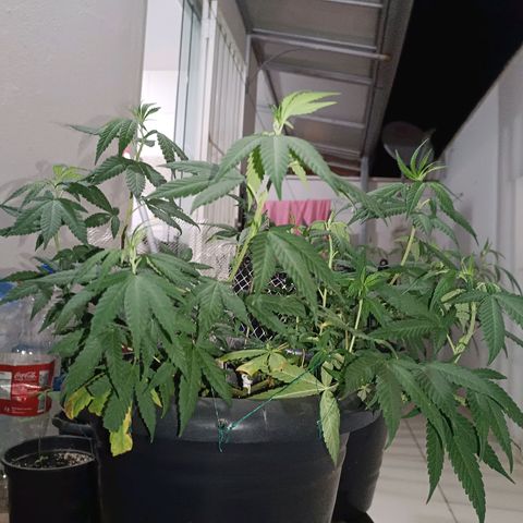 Afghan (regular) growlog timeline photo