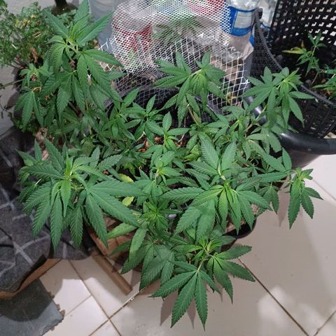 Afghan (regular) growlog timeline photo