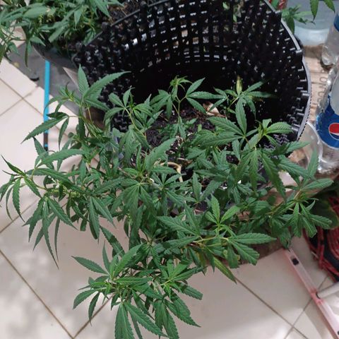 Prenseed 01 growlog timeline photo