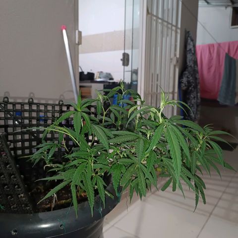 Prenseed 01 growlog timeline photo
