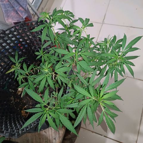 Prenseed 01 growlog timeline photo