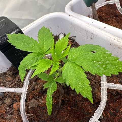 White Gold growlog timeline photo