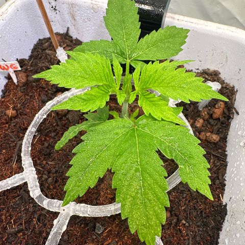 White Gold growlog timeline photo