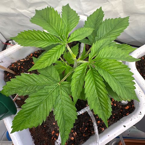 White Gold growlog timeline photo