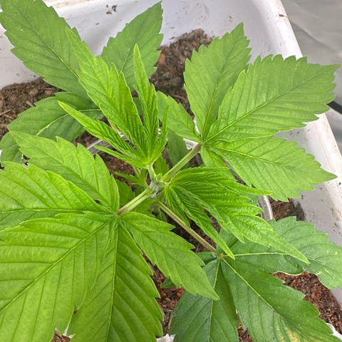 White Gold growlog photo: Getoppt 