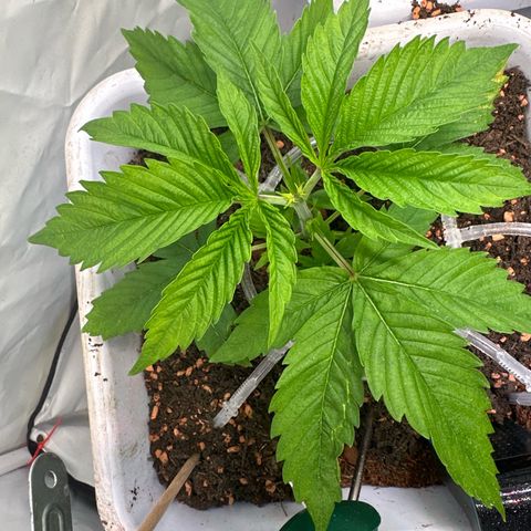 White Gold growlog timeline photo