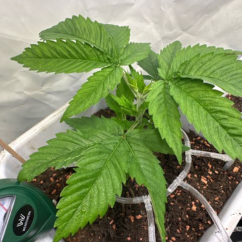White Gold growlog timeline photo