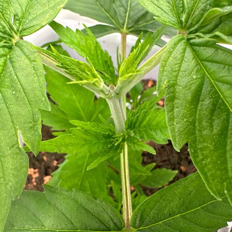 White Gold growlog timeline photo