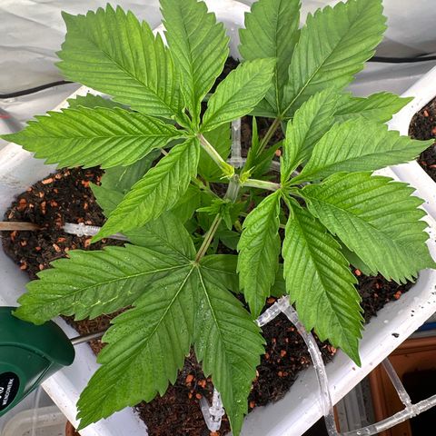 White Gold growlog timeline photo