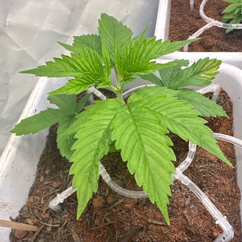 White Gold growlog timeline photo