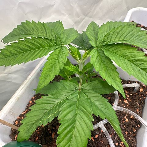 White Gold growlog timeline photo