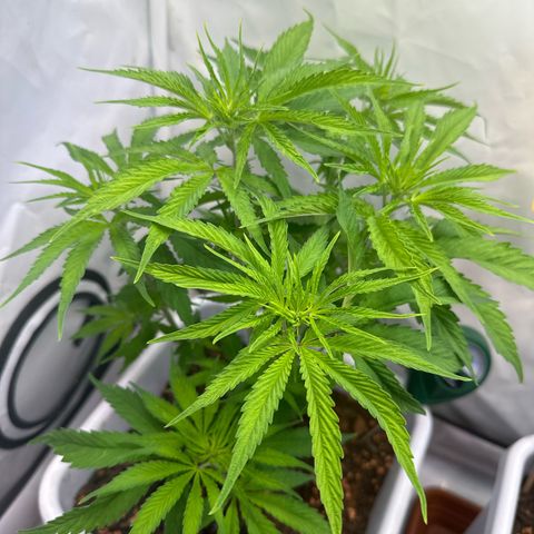 White Gold growlog timeline photo