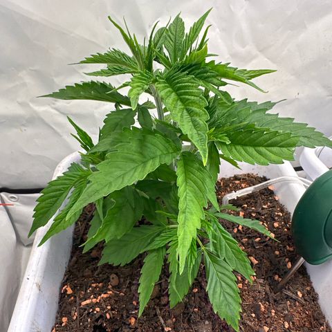 White Gold growlog timeline photo