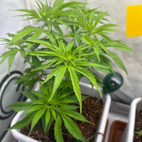 White Gold growlog timeline photo