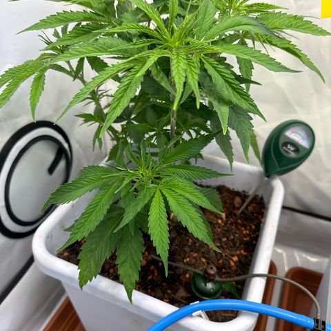 White Gold growlog timeline photo